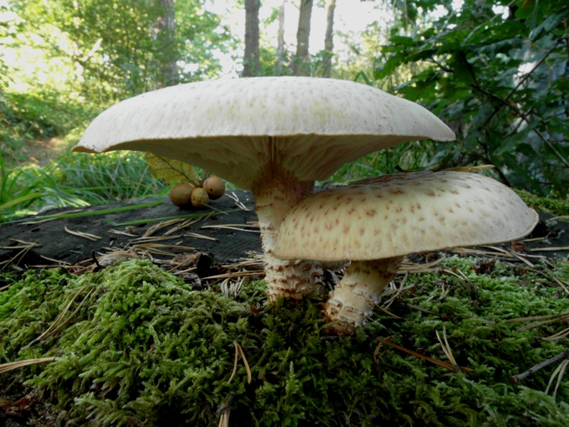 2012 0916 EtgOr Neolentinus lepideus ev